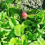 Le Relais 3* Corbion