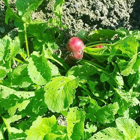 乐瑞拉斯旅馆 3* Corbion